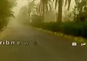 لحظه سقوط درخت روی پژو به دلیل طوفان وحشتناک + فیلم