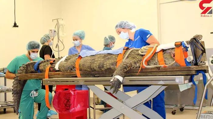 عمل نجات بخش یک تمساح عظیم الجثه + عکس 