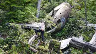 سقوط مرگبار هواپیما نظامی با ۸۵ سرنشین