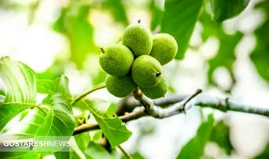 راهنمای خرید انواع نهال گردو پربار در بهار ۱۴۰۱