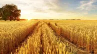 قیمت تضمینی گندم در ۱۴۰۳ / اتفاق تلخ برای گندمکاران رخ داد