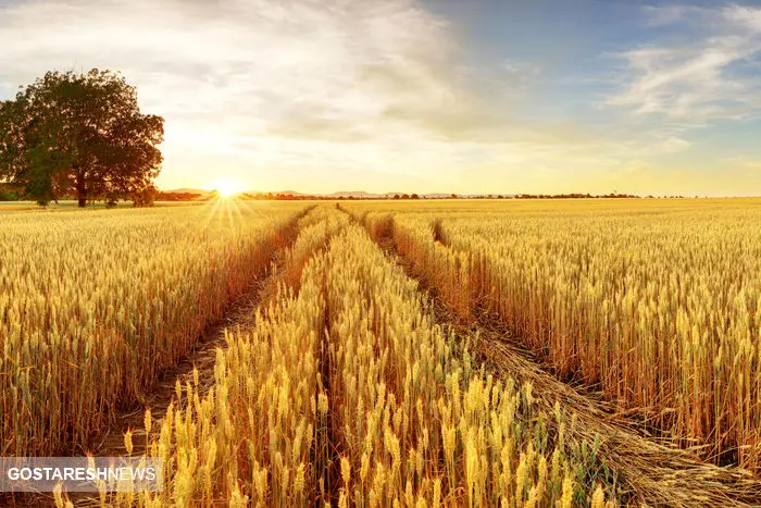 قیمت تضمینی گندم در ۱۴۰۳ / اتفاق تلخ برای گندمکاران رخ داد