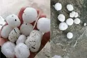بارش تگرگ اندازه تخم‌مرغ در کرمانشاه / خسارت شدید به مزارع و اموال مردم