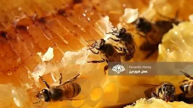 خواص عسل طبیعی و ۳ نکته در مورد آن