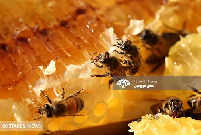 خواص عسل طبیعی و ۳ نکته در مورد آن