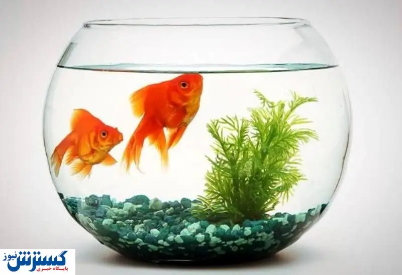 ماهی قرمز شب عید ناقل کروناست؟