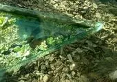 عمل نجات بخش یک تمساح عظیم الجثه + عکس 