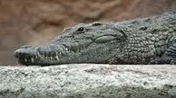 اعدام تمساح به شیوه ای دلخراش!+ فیلم
