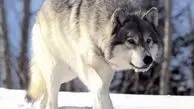 یک کشف باورنکردنی درباره گرگ‌ها!