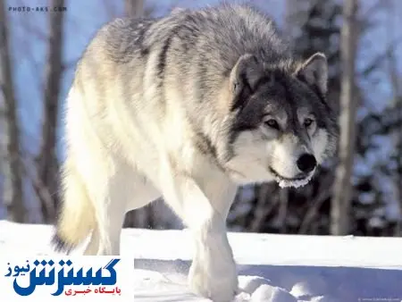 یک کشف باورنکردنی درباره گرگها!
