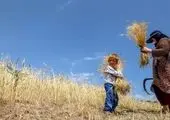 خرید تضمینی  ۸۵۰ هزارتن گندم / تخفیف ۲۰ درصدی بیمه برای این کشاورزان 