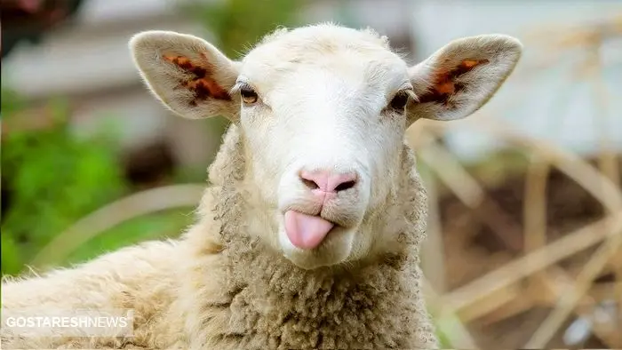 اعلام آمار رسمی تعداد گوسفندان در کشور