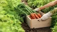 هویج ارزان می شود؟