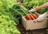 دو عامل مهم در افزایش شدید قیمت هویج