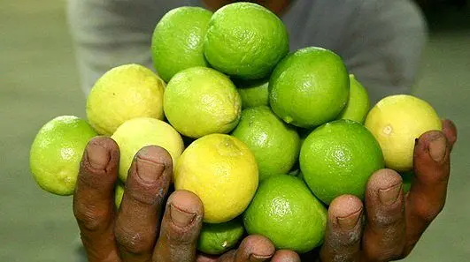 خواص پوست لیموترش از میوه اش بیشتر است