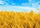 تداوم برنامه های حمایتی دولت از کشاورزان / گندم ارزان میشود؟ 