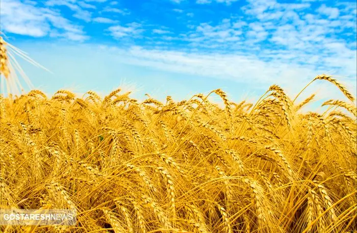 خرید تضمینی  ۸۵۰ هزارتن گندم / تخفیف ۲۰ درصدی بیمه برای این کشاورزان 