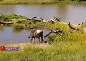 شکار آنتیلوپ در وسط رودخانه توسط سگ‌های وحشی + فیلم