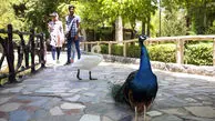 تصاویر/ باغ پرندگان اصفهان در یک نگاه