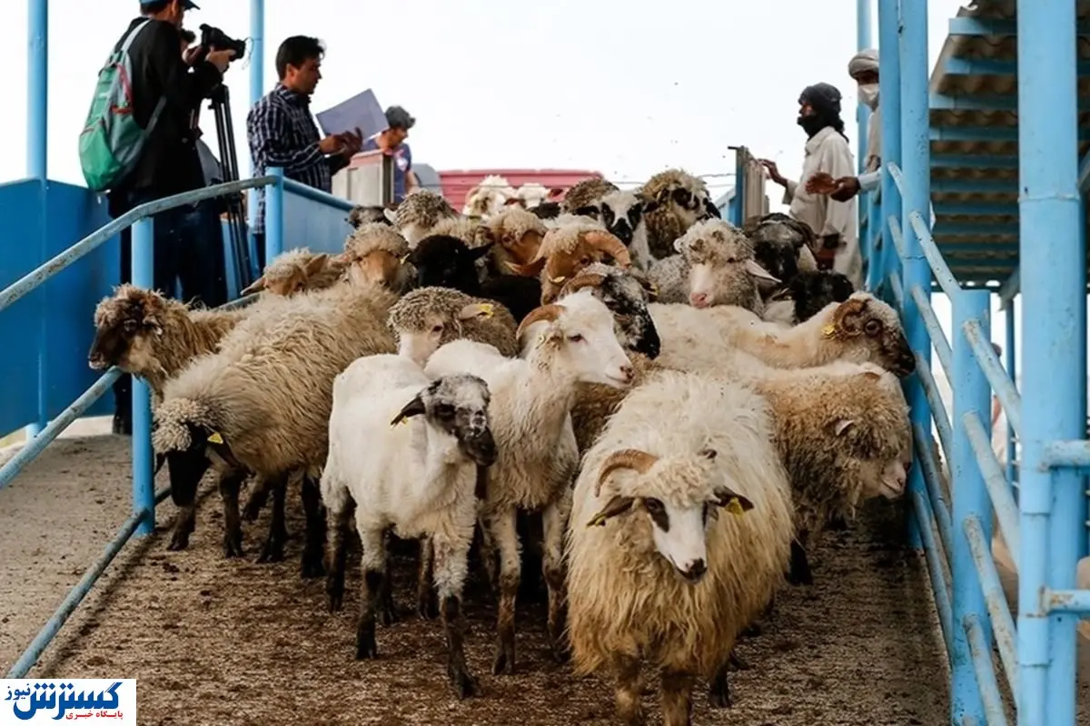 شوک قیمتی در بازار دام 3 آذر | قیمت گوسفند در استان ها رکورد زد!
