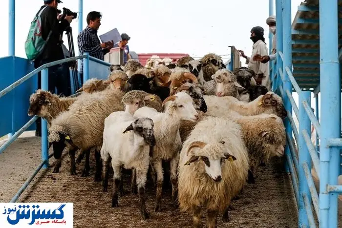 کشتار بی صدا بیخ گوش تمام دامداران
