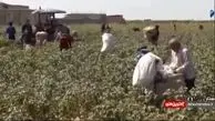 وقتی دلالان کشاورزان را با پنبه سر می‌برند+فیلم