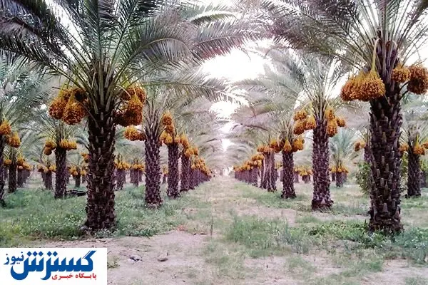 آفات در کمین نخلستانهای بوشهر