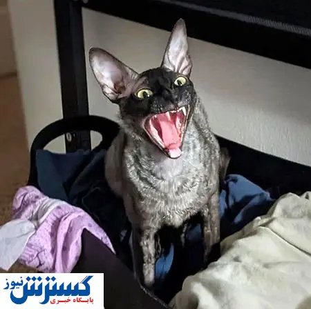 داستان زشت‌ترین گربه تاریخ