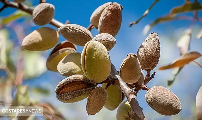  عرضه بهترین نهال بادام مقاوم به سرما در نهالستان بادام