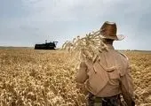 چقدر از پول گندم به کشاورزان پرداخت شده است؟