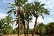کشف جاذبه‌ مخفی گردشگری در غرب ایران | زائران اربعین تعیین کننده شدند