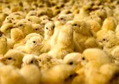 ضرر میلیاردی مرغداران در بازار