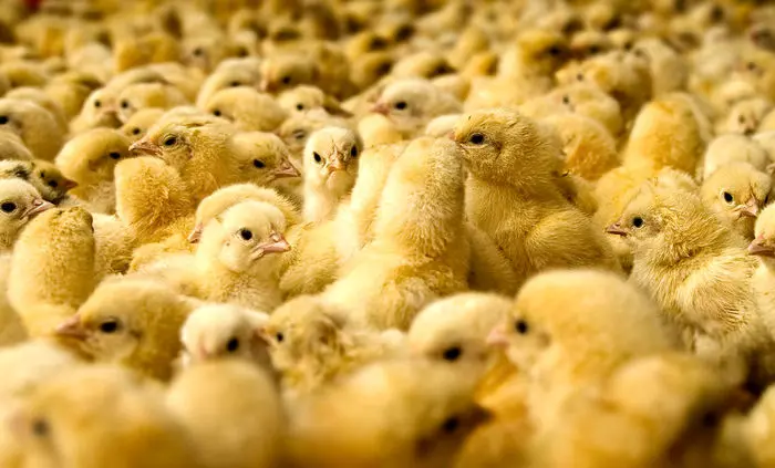همه چیز برای افزایش قیمت مرغ آماده شد!
