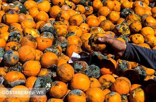 وزارت صمت عامل گندیدن میوه های شب عید را معرفی کرد