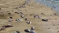  ساحل جاسک پر از لاشه گربه ماهی شد! / علت چیست؟