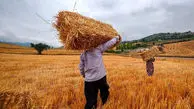 گندمکاران در بلاتکلیفی تعیین قیمت