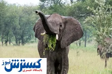 این فیل‌ها مثل انسان غذا می‌خورند