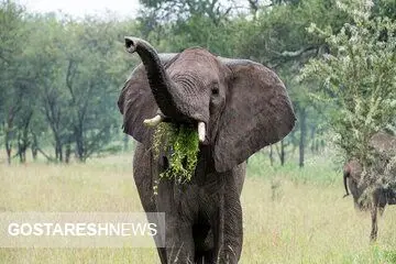 این فیل‌ها مثل انسان غذا می‌خورند