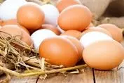 فوری / قیمت جدید تخم مرغ اعلام شد (۳ اردیبهشت)