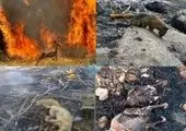 عاملان آتش‌سوزی جنگل‌های خائیز دستگیر شدند
