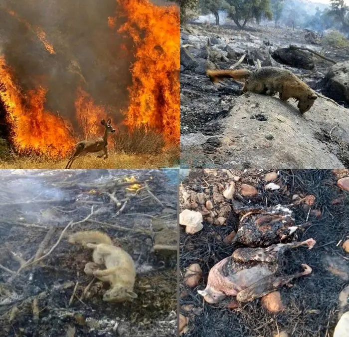 کدام گونه‌های جانوری در آتش خاییز سوختند؟
