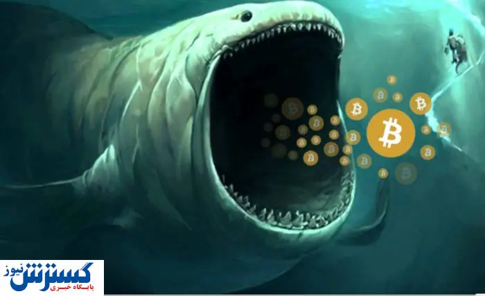 نهنگ ارز دیجیتال چیست؟