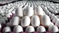 استان مرکزی سکاندار صادرات تخم‌مرغ