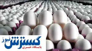استان مرکزی سکاندار صادرات تخممرغ