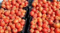 اختلاف قیمت عجیب گوجه از زمین تا مغازه