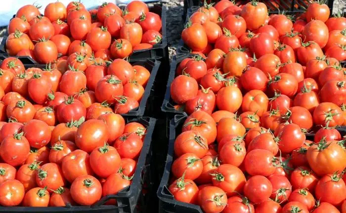 قیمت گوجه افزایش یافت + آخرین نرخ تره بار در بازار 