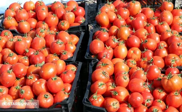 علت افزایش قیمت گوجه فرنگی در بازار مشخص شد
