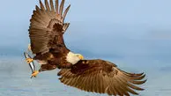 تصاویر/ لحظه شکار ماهی توسط عقاب سرسفید