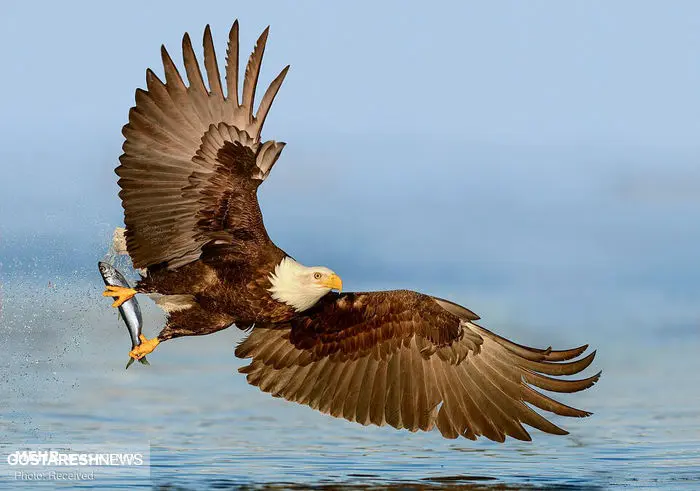 تصاویر/ لحظه شکار ماهی توسط عقاب سرسفید
