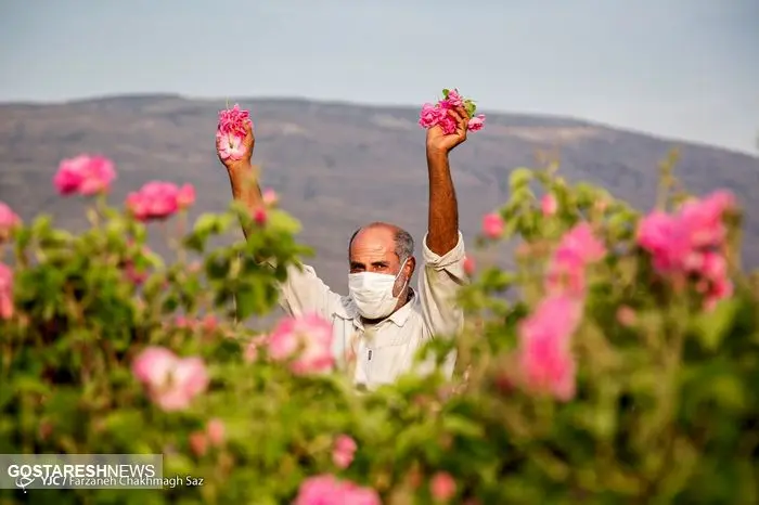 تصاویر/ فصل گل و گلاب 